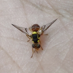 Diptera