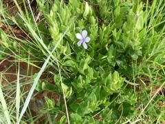 Barleria ovata