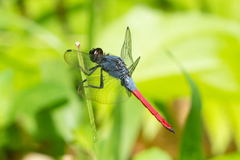 Orthetrum schneideri