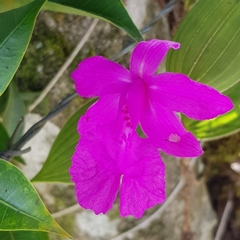 Sobralia amabilis