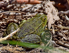 Pelophylax kurtmuelleri