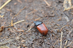 Coprimorphus scrutator