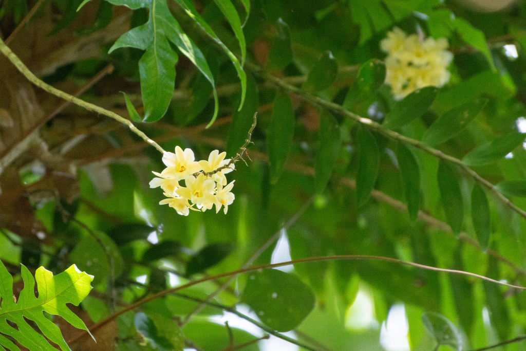 Dendrobium sanguinolentum Lindl.
