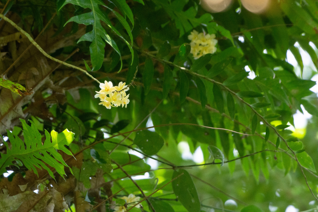 Dendrobium sanguinolentum Lindl. 2