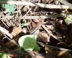 Trachylepis gravenhorstii