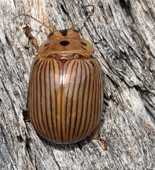 Paropsisterna intacta