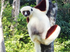 Propithecus coquereli