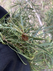 Paropsisterna intacta