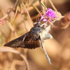 Vittaplusia vittata