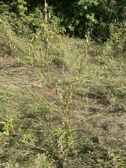 Tragopogon podolicus