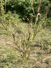 Tragopogon podolicus