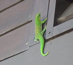 Phelsuma kochi