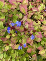 Ceratostigma plumbaginoides