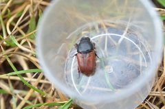 Coprimorphus scrutator