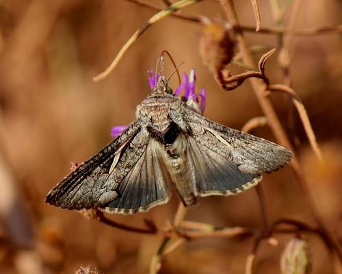Streaked Plusia