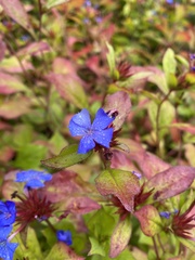 Ceratostigma plumbaginoides
