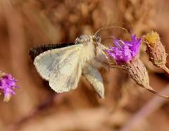 Vittaplusia vittata
