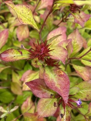 Ceratostigma plumbaginoides