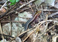 Zonosaurus madagascariensis