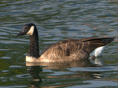 Branta canadensis