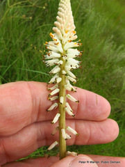 Kniphofia buchananii