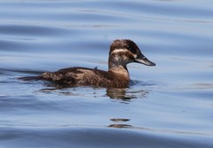 Maccoa Duck photo 2
