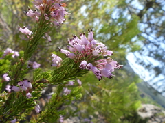 Erica multiflora