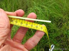 Kniphofia buchananii
