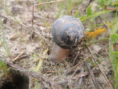 Trigonephrus globulus