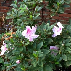 Rhododendron × pulchrum