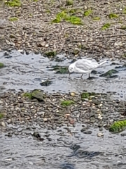 Chroicocephalus ridibundus