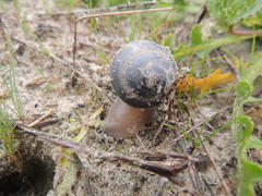 Trigonephrus globulus