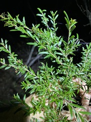 Sannantha similis