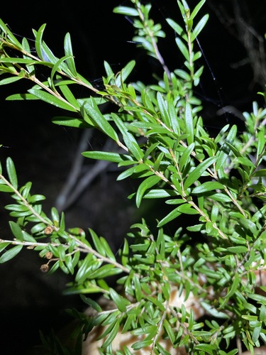 Image of Sannantha similis by (c) Greg Tasney, some rights reserved (CC BY-SA)