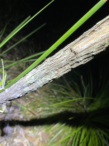 Image of Sannantha similis by (c) Greg Tasney, some rights reserved (CC BY-SA)