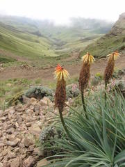 Kniphofia caulescens