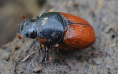 Coprimorphus scrutator