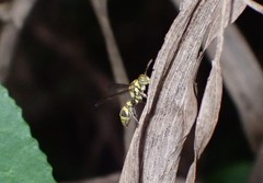 Ropalidia ornaticeps