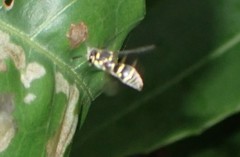 Ropalidia ornaticeps