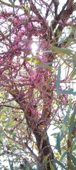 Tapinanthus rubromarginatus