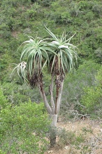 tilt-head aloe