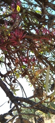 Tapinanthus rubromarginatus