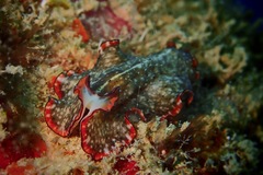 Pseudobiceros damawan