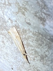 Agriphila straminella