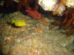 Sargocentron diadema