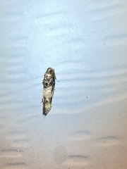 Walshia miscecolorella