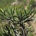 Euphorbia grandidens - Photo (c) Brian du Preez, algunos derechos reservados (CC BY-SA), uploaded by Brian du Preez