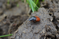 Coprimorphus scrutator