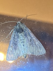 Helotropha reniformis