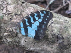 Graphium antheus